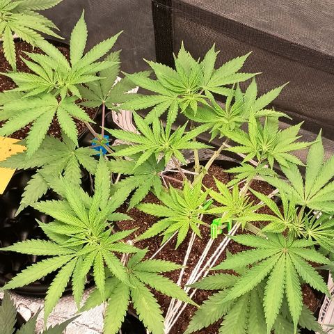 Skunk P4 growlog timeline photo