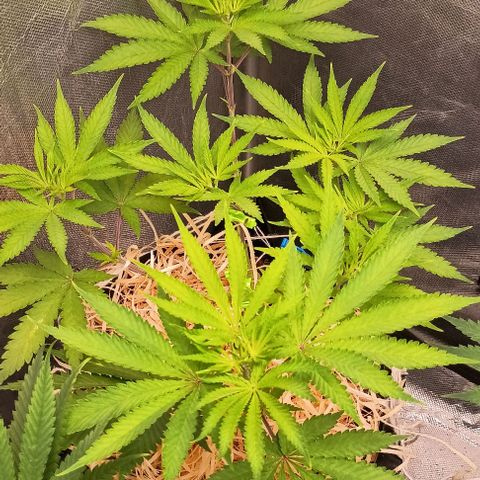 Skunk P4 growlog timeline photo