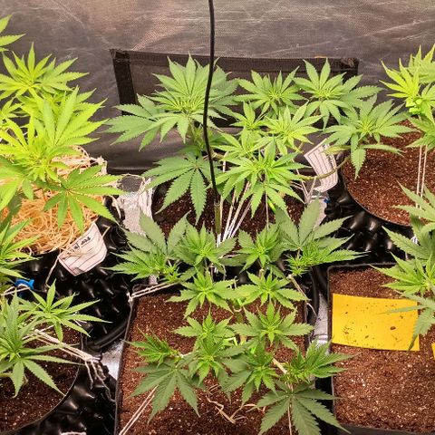 Skunk P4 growlog timeline photo