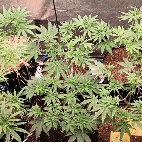Skunk P4 growlog timeline photo