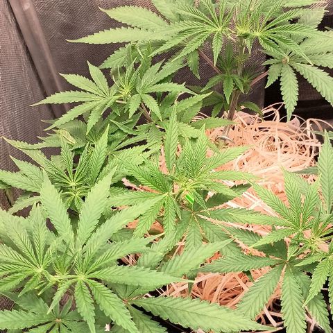 Skunk P4 growlog timeline photo