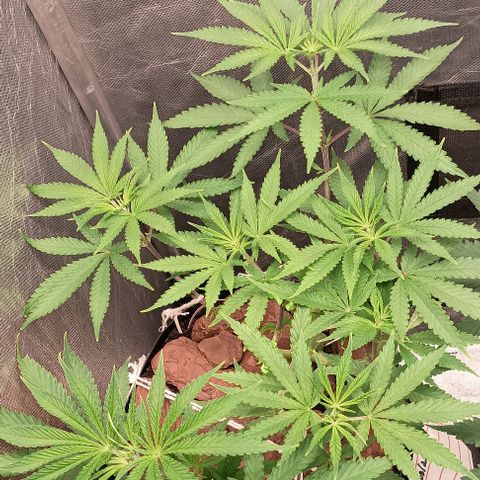 Skunk P4 growlog timeline photo
