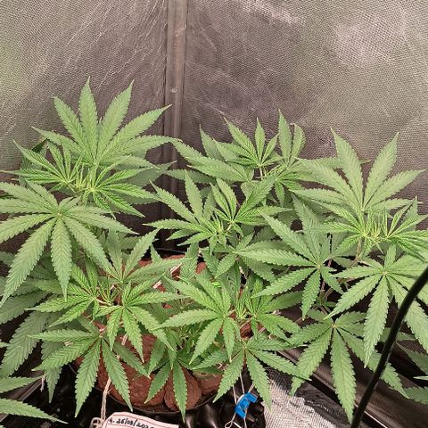 Skunk P4 growlog timeline photo