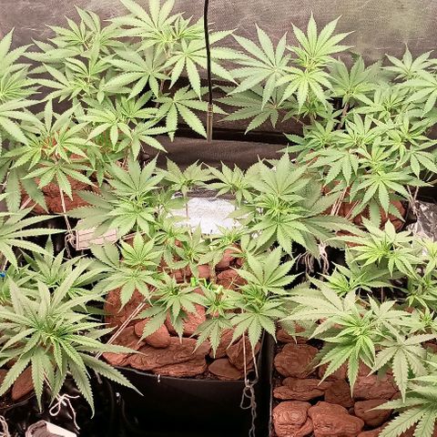 Skunk P4 growlog timeline photo