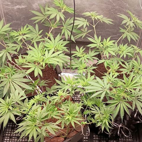 Skunk P4 growlog timeline photo