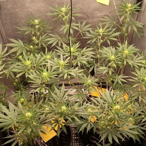 Skunk P4 growlog timeline photo