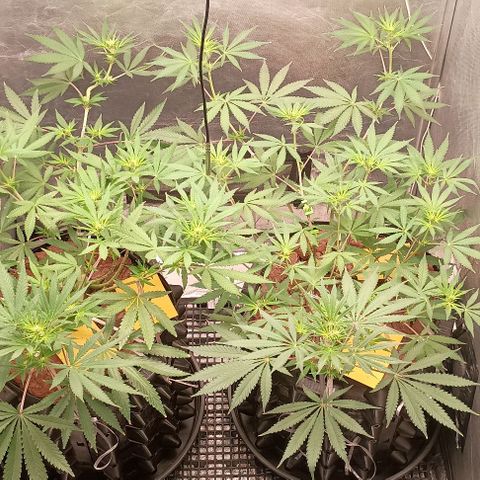 Skunk P4 growlog timeline photo
