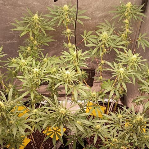 Skunk P4 growlog timeline photo