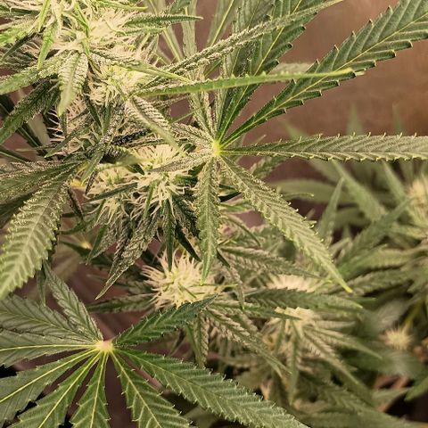 Skunk P4 growlog timeline photo