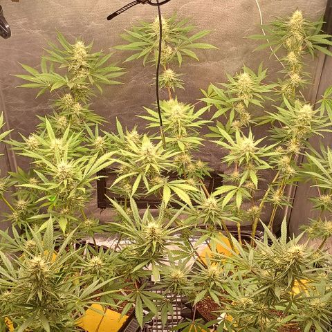 Skunk P4 growlog timeline photo