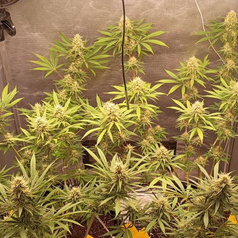 Skunk P4 growlog timeline photo