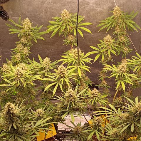 Skunk P4 growlog timeline photo