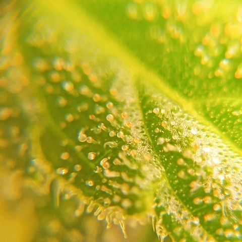 Skunk P4 growlog timeline photo