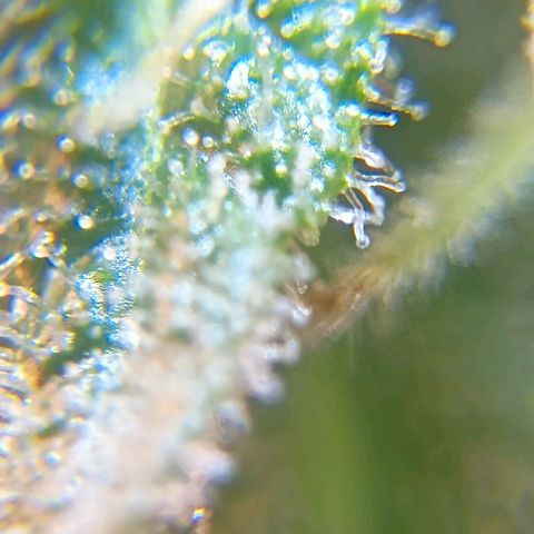 Skunk P4 growlog timeline photo