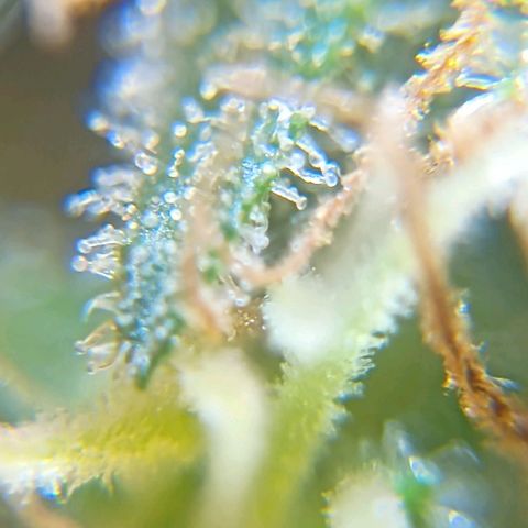Skunk P4 growlog timeline photo
