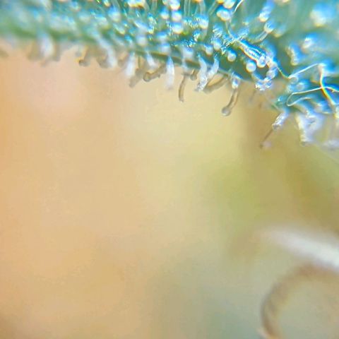 Skunk P4 growlog timeline photo
