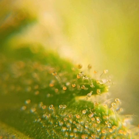 Skunk P4 growlog timeline photo