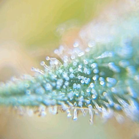 Skunk P4 growlog timeline photo