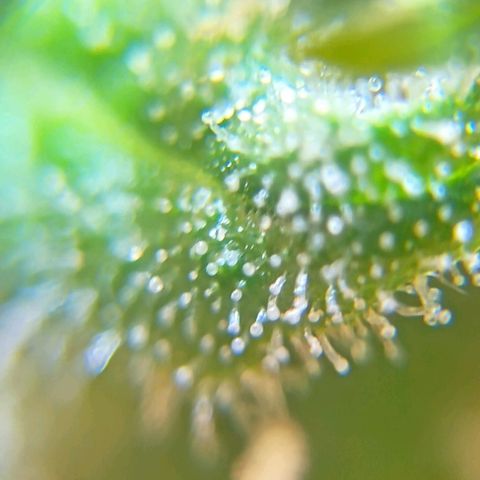 Skunk P4 growlog timeline photo