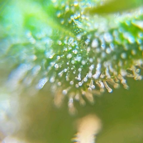 Skunk P4 growlog timeline photo