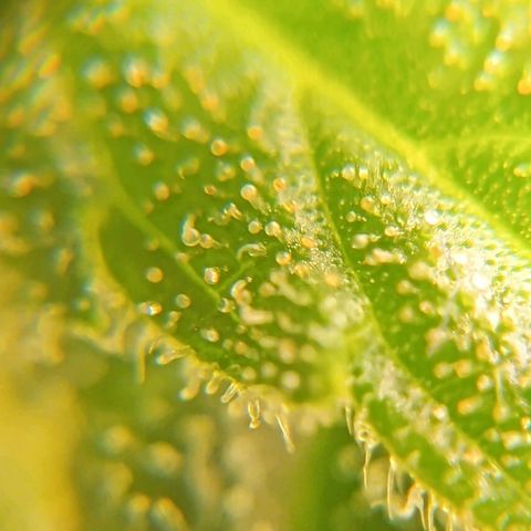 Skunk P4 growlog timeline photo