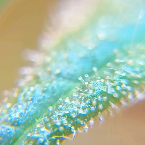 Skunk P4 growlog timeline photo