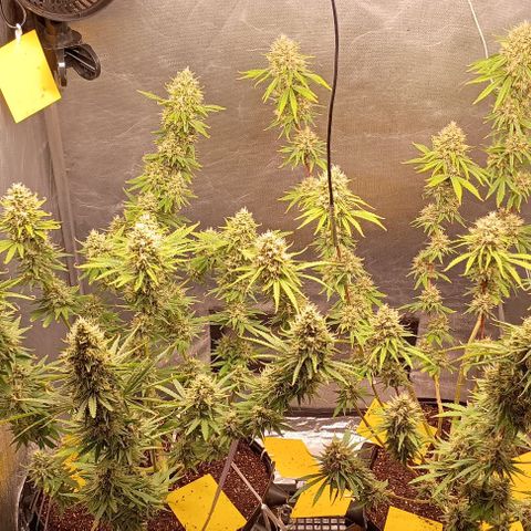Skunk P4 growlog timeline photo