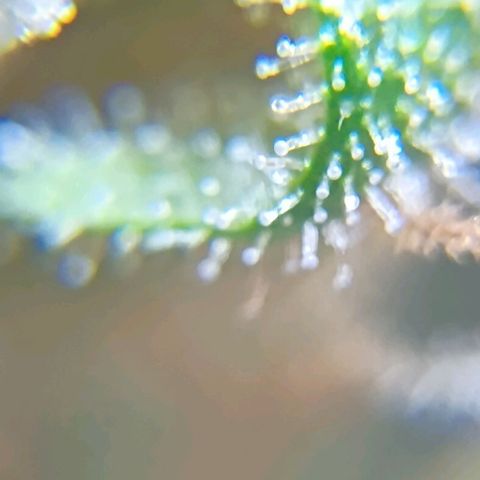Skunk P4 growlog timeline photo