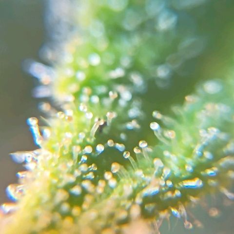 Skunk P4 growlog timeline photo