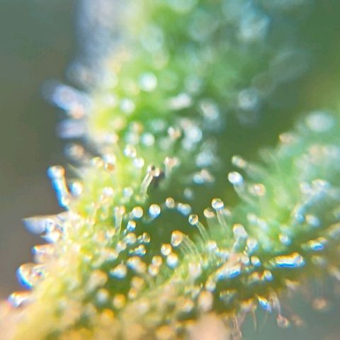 Skunk P4 growlog timeline photo