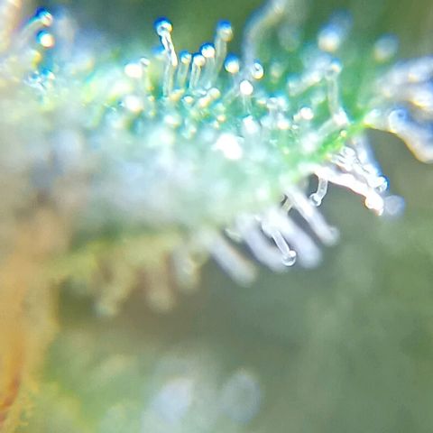Skunk P4 growlog timeline photo