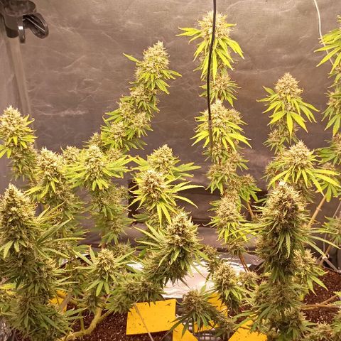 Skunk P4 growlog timeline photo