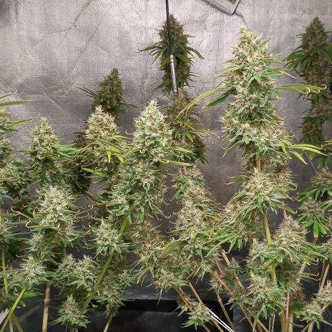 Skunk P4 growlog timeline photo
