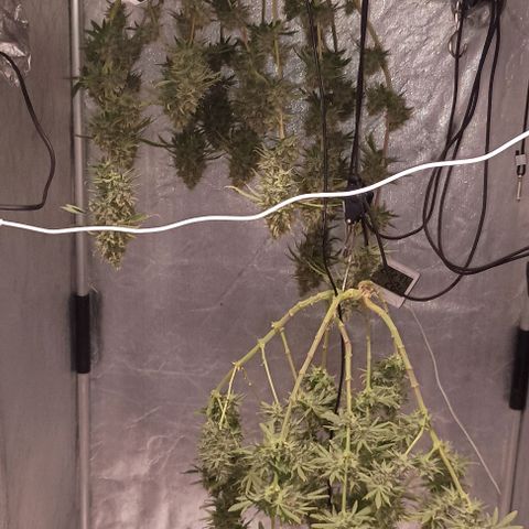 Skunk P4 growlog timeline photo
