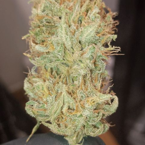 Skunk P4 growlog timeline photo