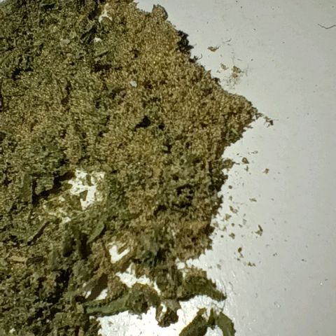 Skunk P4 growlog timeline photo