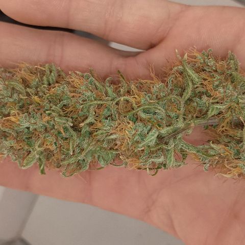 Skunk P4 growlog timeline photo