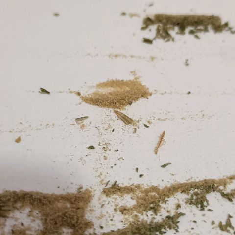 Skunk P4 growlog timeline photo