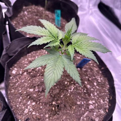 Shogun #3 growlog photo: Before adding co2