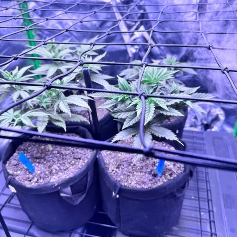 Shogun #3 growlog photo: All plants not far from reaching first trellis at which point no more lollipopping.
