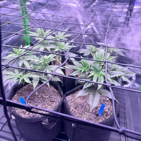 Shogun #3 growlog photo: All plants not far from reaching first trellis at which point no more lollipopping.