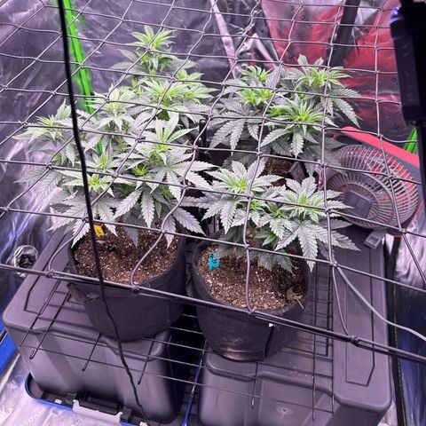 Shogun #3 growlog photo: 3 more weeks of veg🤙