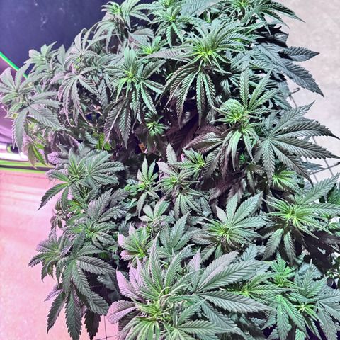 Shogun #3 growlog photo: Flushing due to high PPM good thing it was caught days into flowering. Will start flowering nutes next watering going onto a every other watering schedule. 