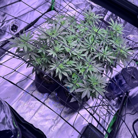 Shogun #3 growlog photo: Looking good