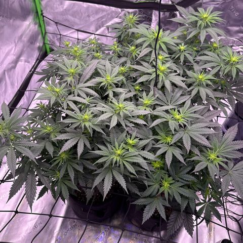 Shogun #3 growlog photo: Week 2 of flower tomorrow 