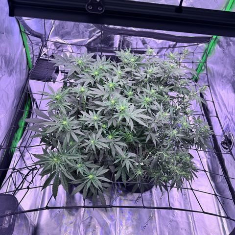 Shogun #3 growlog photo: Still training plants to fill canopy as much as possible. Pre flower sites are visable and looking good. Did break 1 stem but ziptied back together hoping it heals up. Will add dose of silica in next watering to help strengthen stems