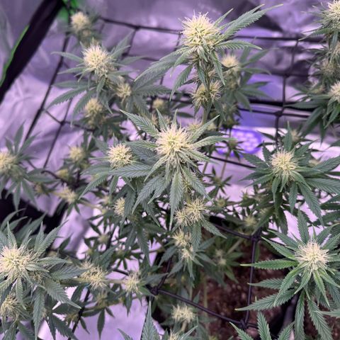 Shogun #3 growlog photo: Last couple shots ive got but cheers to end of pre flowering! Onto pushing them to the finish line now