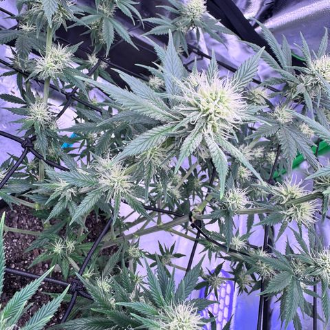 Shogun #3 growlog photo: Last couple shots ive got but cheers to end of pre flowering! Onto pushing them to the finish line now