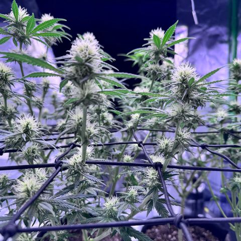 Shogun #3 growlog photo: Last couple shots ive got but cheers to end of pre flowering! Onto pushing them to the finish line now