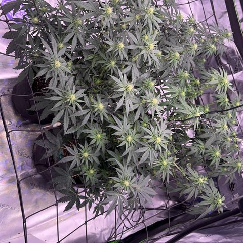 Shogun #3 growlog photo: Last couple shots ive got but cheers to end of pre flowering! Onto pushing them to the finish line now